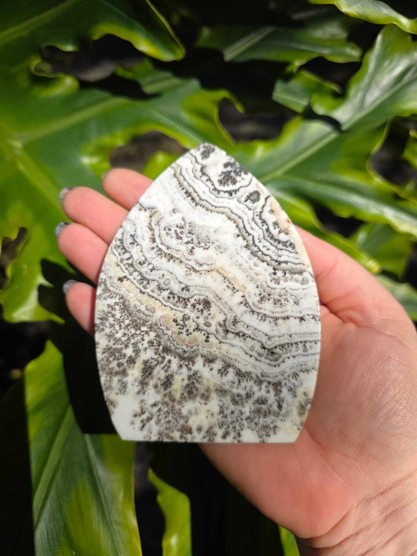 Dendritic Opal Teardrop • Option C • China