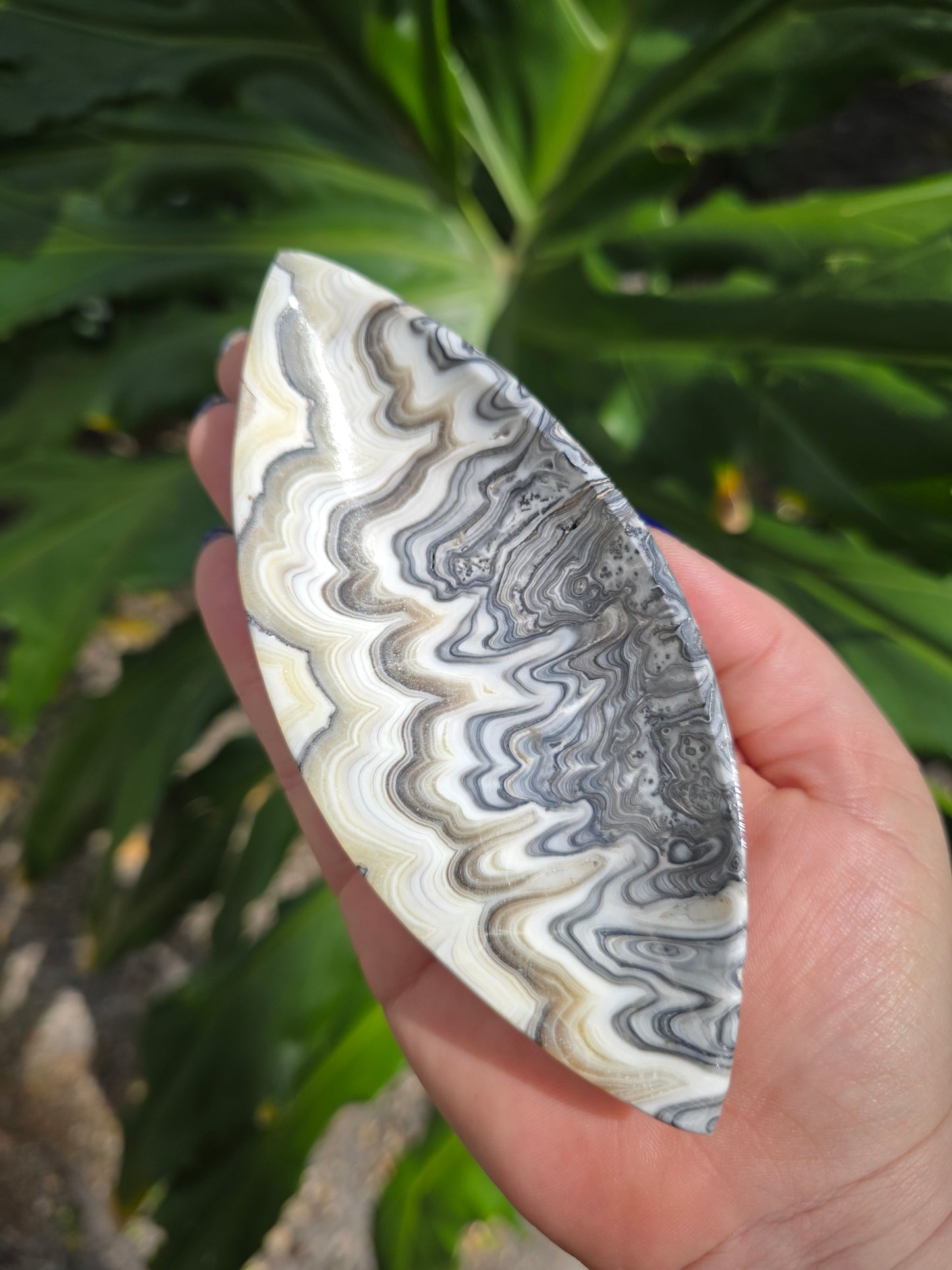 Onyx Seed Dish • Option A • Mexico