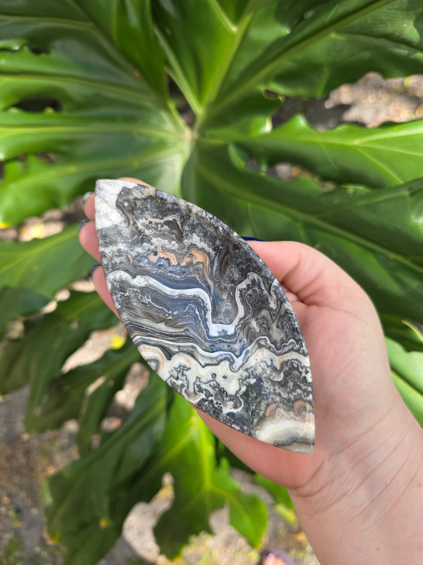 Onyx Seed Dish • Option C • Mexico