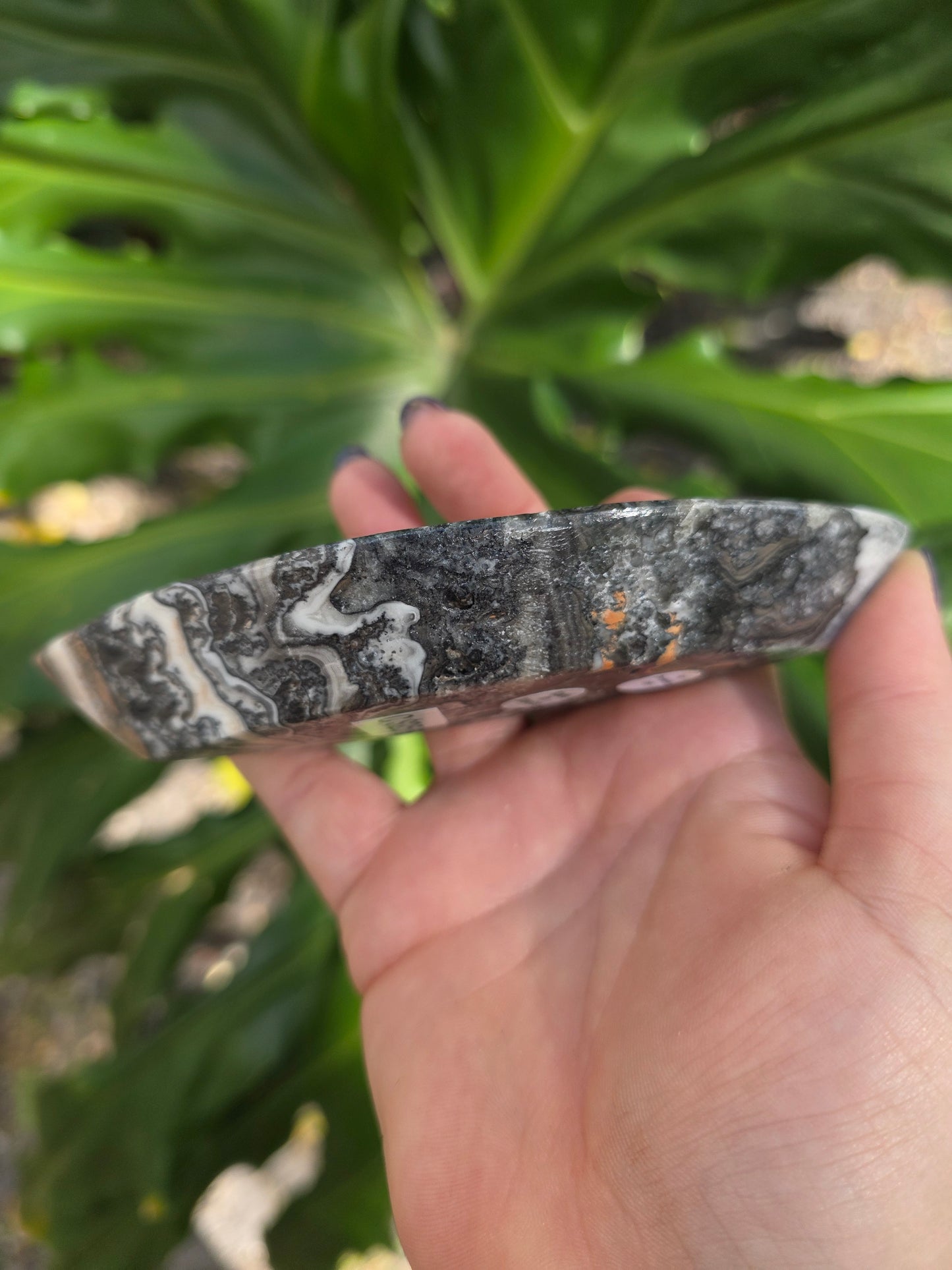 Onyx Seed Dish • Option C • Mexico