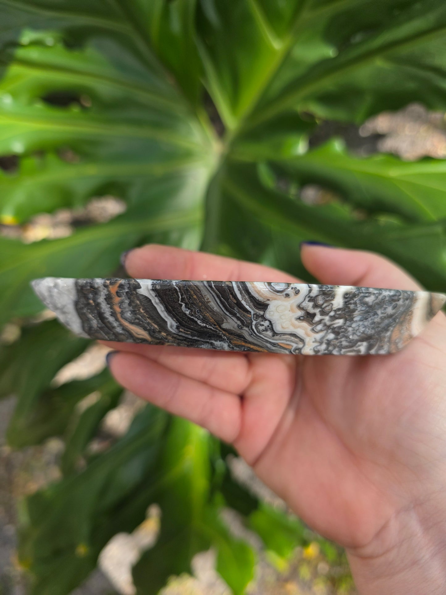 Onyx Seed Dish • Option C • Mexico