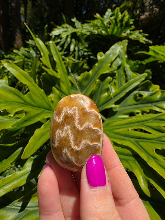 Ammonite with Septarian Palm Stone [A]