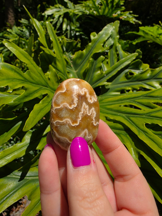 Ammonite & Septarian Palm Stone • Option A