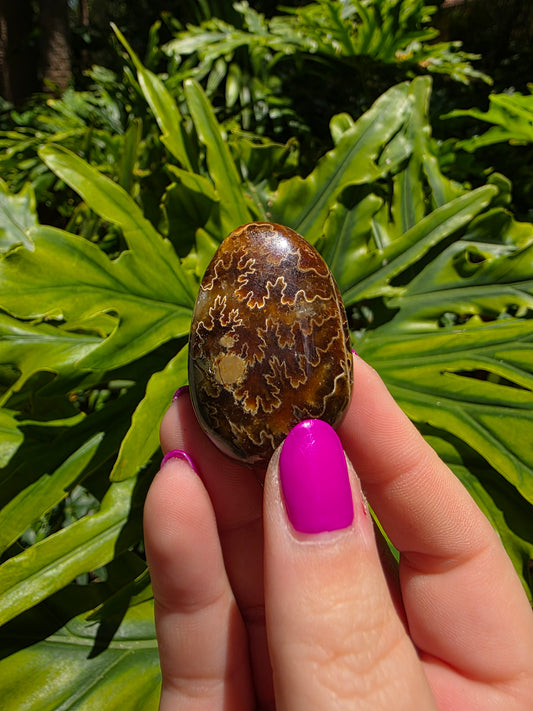 Ammonite with Septarian Palm Stone [B]