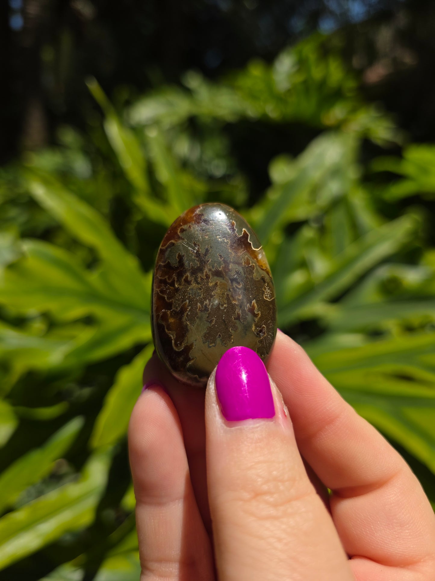 Ammonite with Septarian Palm Stone [B]