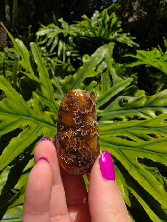 Ammonite with Septarian Palm Stone [C]