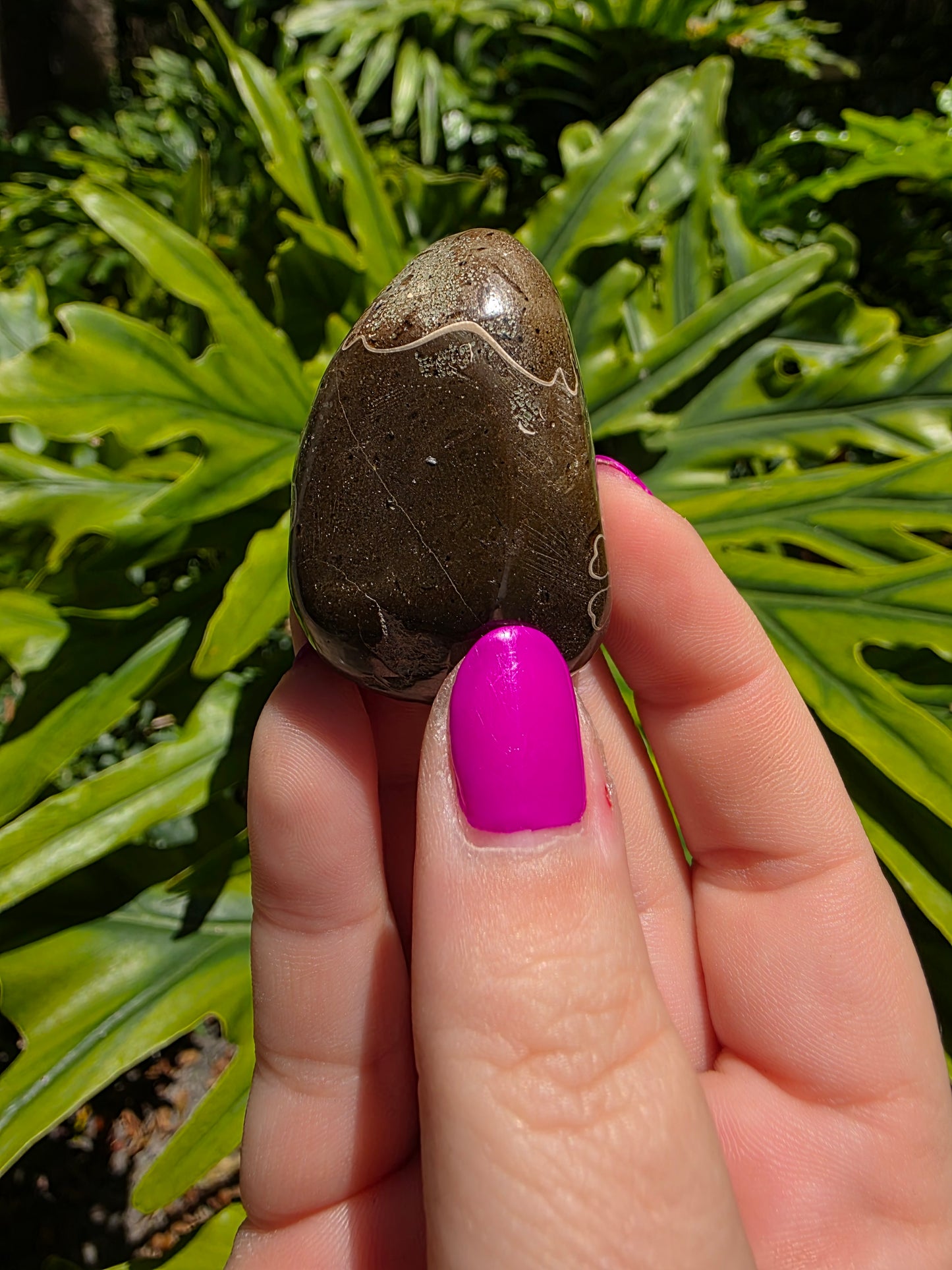 Ammonite with Septarian Palm Stone [D]