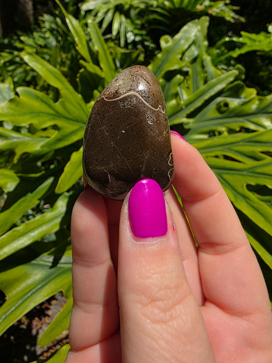 Ammonite with Septarian Palm Stone [D]