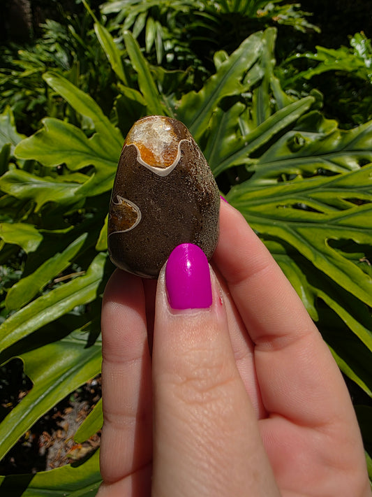 Ammonite & Septarian Palm Stone • Option D