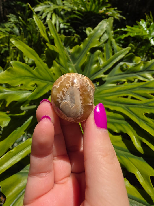 Ammonite with Septarian Palm Stone [E]