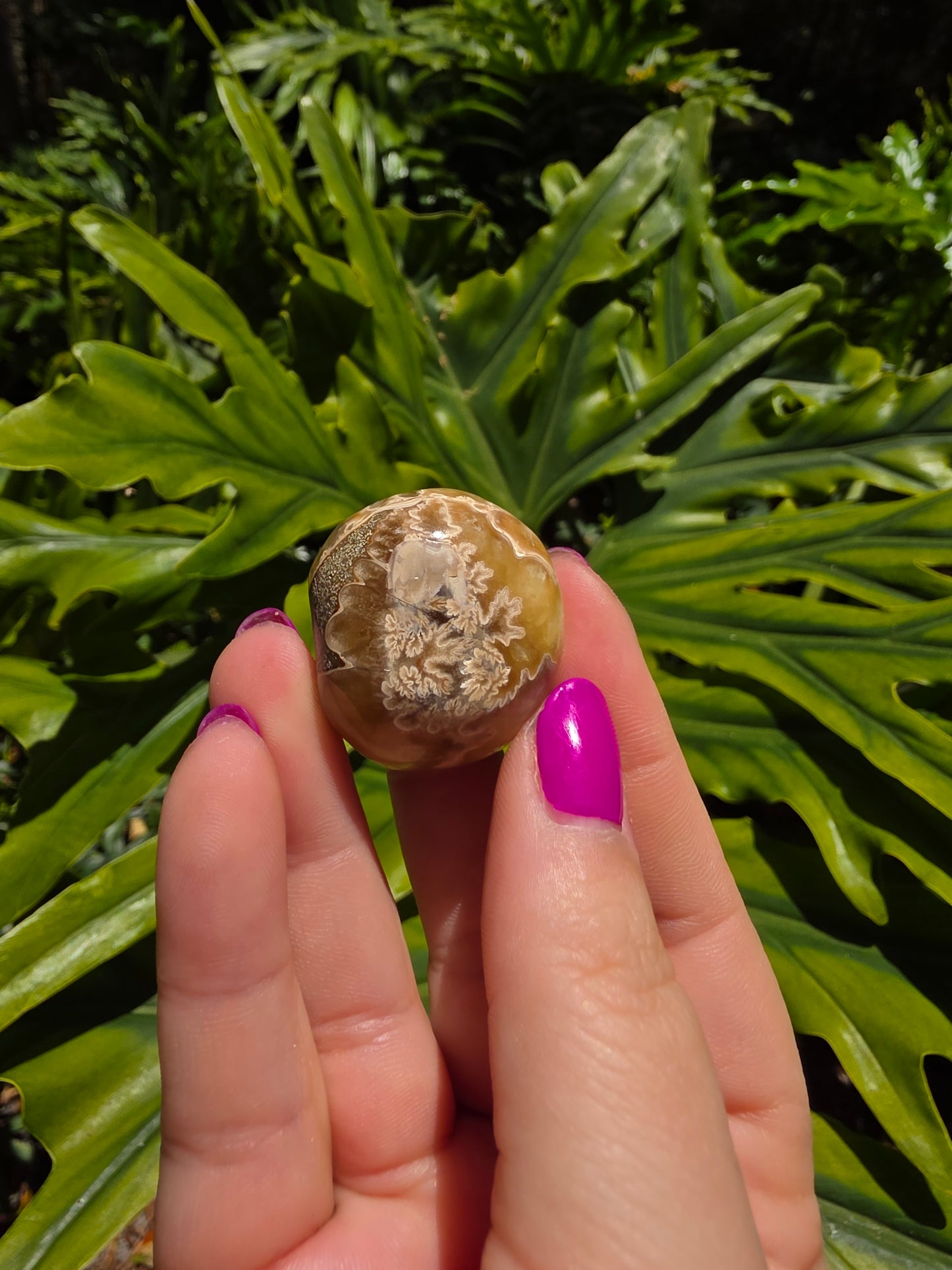 Ammonite with Septarian Palm Stone [E]