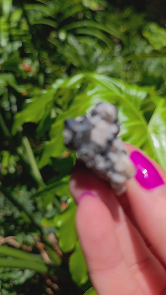 Galena & Marcasite Specimen • Option J